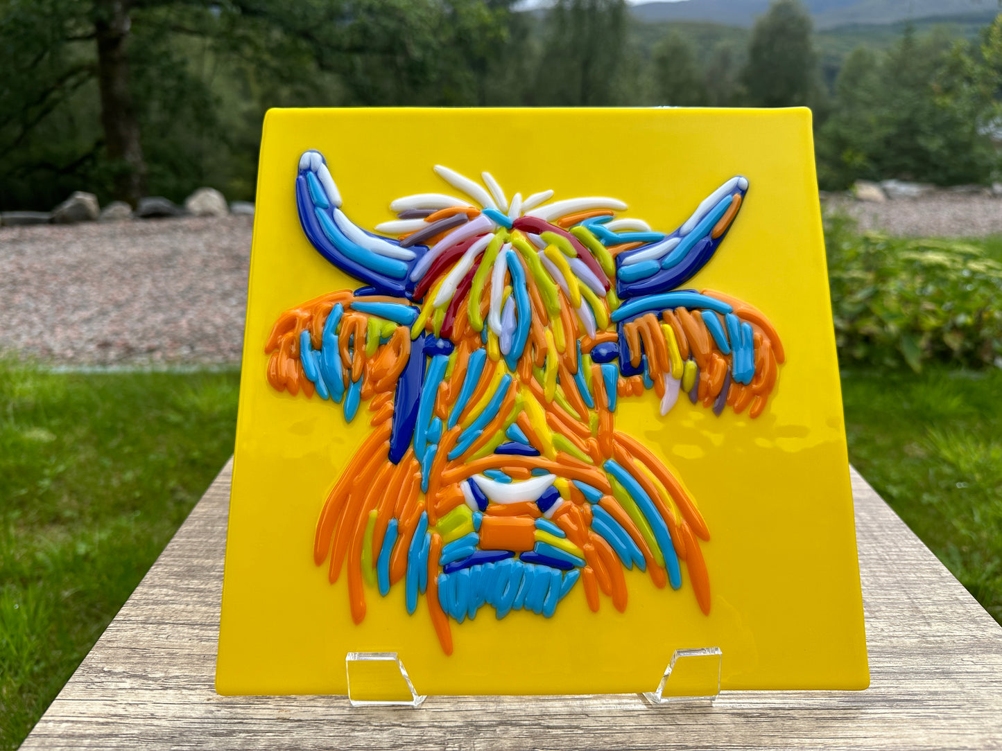 Highland Cow Portrait