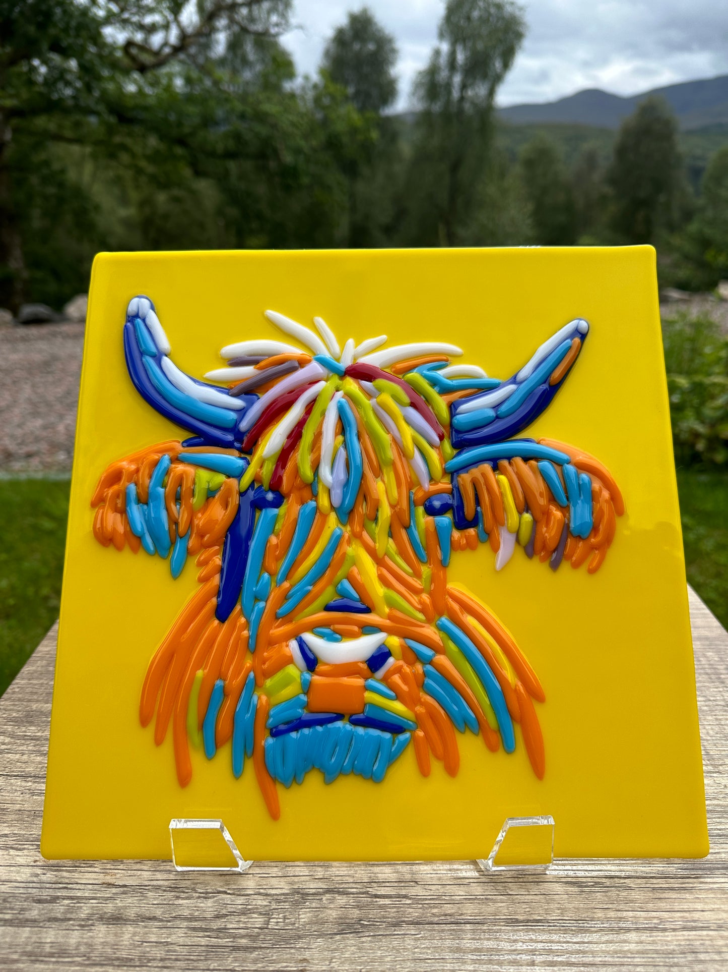 Highland Cow Portrait