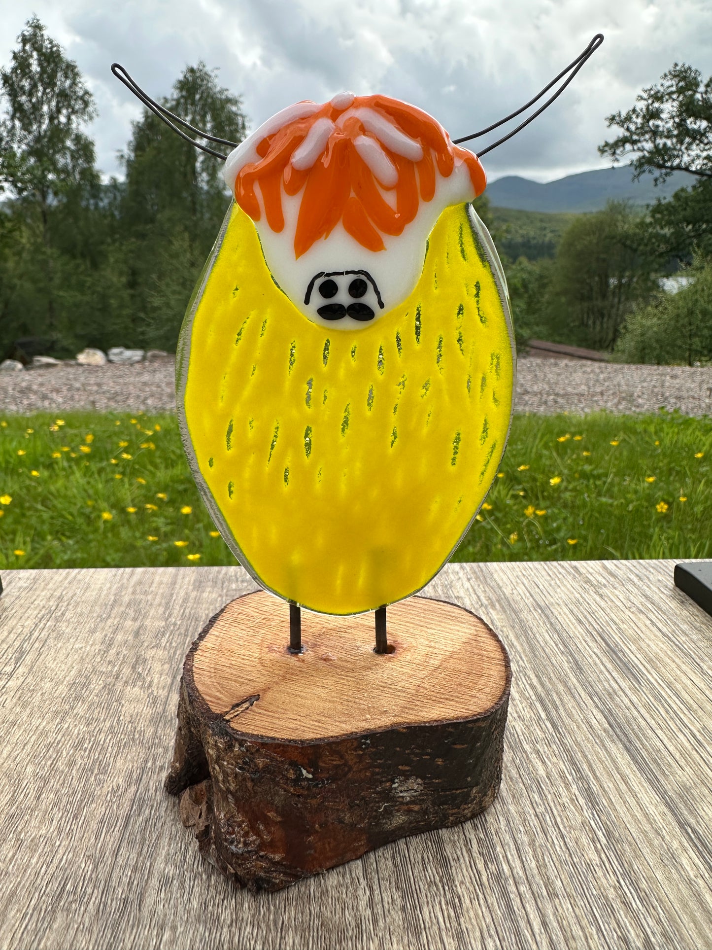 Highland Cow, Large