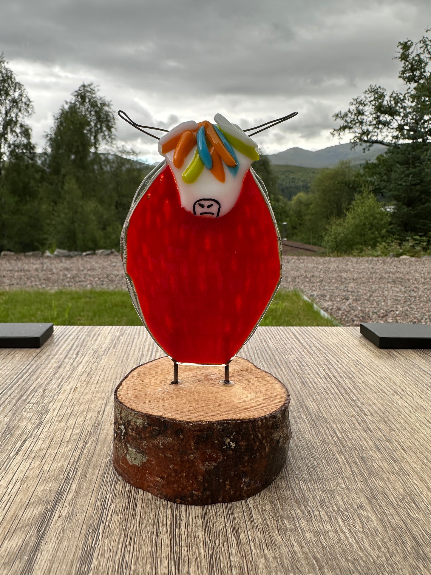 Highland Cow, Medium